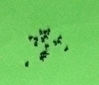 Thumb Torx Motorola Moto X Play